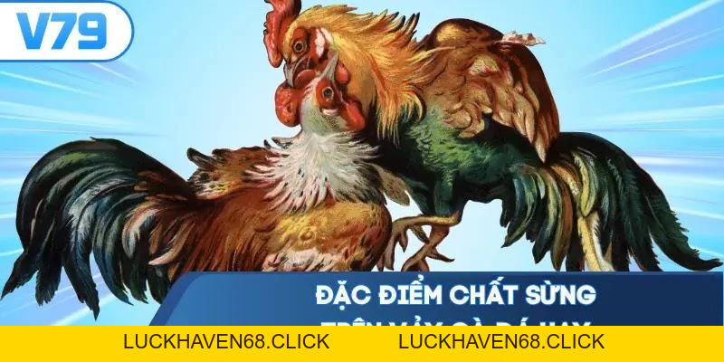 Vảy Gà Đá Hay - Canh Chuẩn 5 Thế Bám Ngón Hạ Đối Thủ Gọn - Luckhaven68