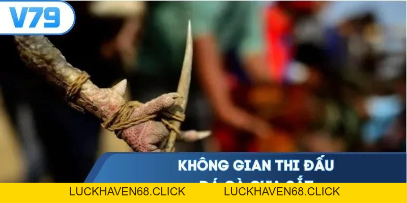 Đá Gà Cựa Sắt - Đọc Vị 3 Cửa Cược Bắt Trọn Chiến Kê Thắng - Luckhaven68