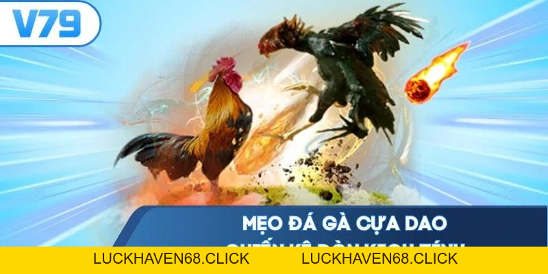 Mẹo Đá Gà Cựa Dao - Đọc Vị Chiến Kê Bắt Kèo Chuẩn Xác Nhất - Luckhaven68