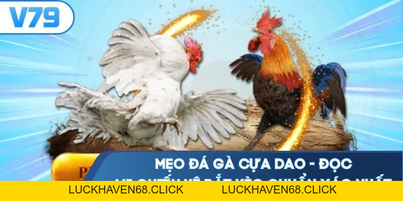 Mẹo Đá Gà Cựa Dao - Đọc Vị Chiến Kê Bắt Kèo Chuẩn Xác Nhất - Luckhaven68