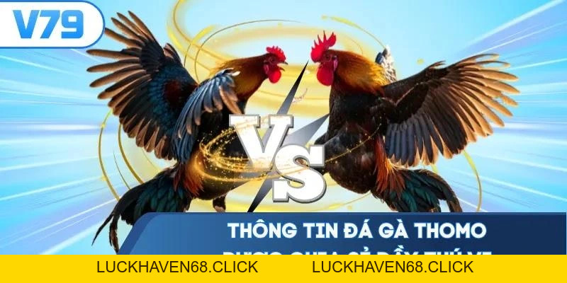 Đá Gà Thomo V79- Thưởng Thức Màn Chọi Kê Bùng Nổ 2026 - Luckhaven68