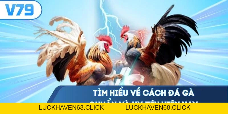 Đá Gà Cựa Sắt - Đọc Vị 3 Cửa Cược Bắt Trọn Chiến Kê Thắng - Luckhaven68